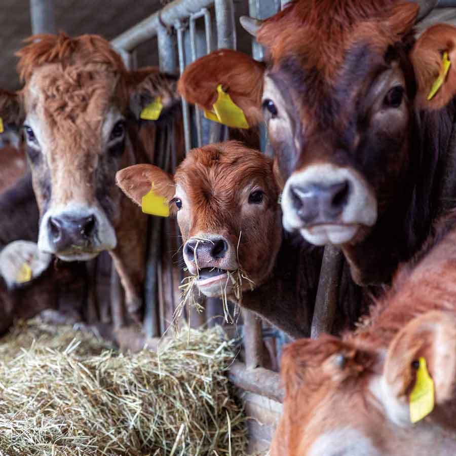 Regionales Natura Beef direkt ab Hof. Rindfleisch von der Obere Klus in Aesch. Regionales Natura Beef direkt ab Hof. Rindfleisch von der Obere Klus in Aesch.