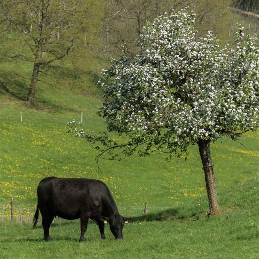 Regionales Natura Beef direkt ab Hof. Rindfleisch von der Obere Klus in Aesch. Regionales Natura Beef direkt ab Hof. Rindfleisch von der Obere Klus in Aesch.