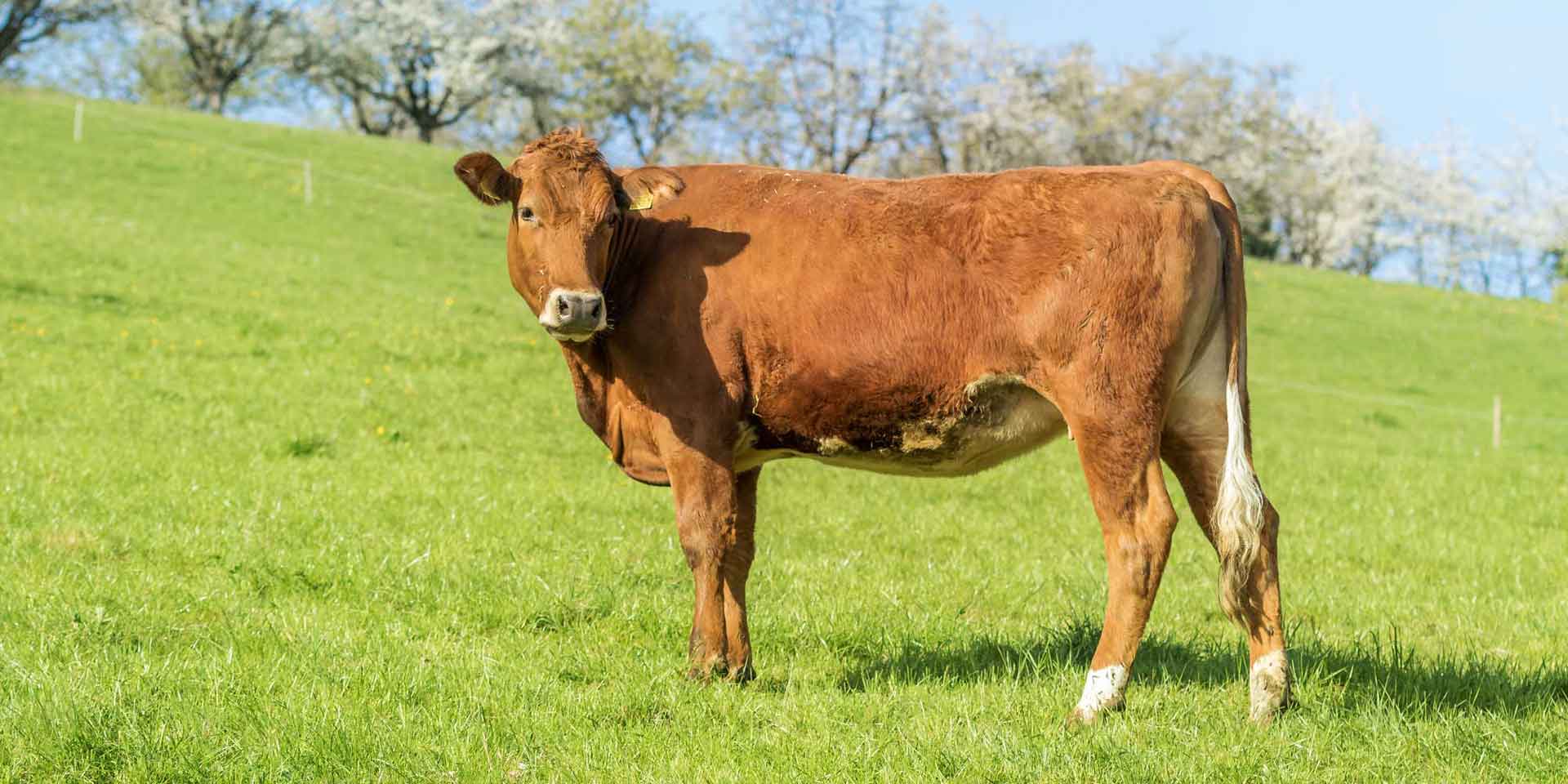 Regionales Natura Beef direkt ab Hof. Rindfleisch von der Obere Klus in Aesch. Regionales Natura Beef direkt ab Hof. Rindfleisch von der Obere Klus in Aesch.